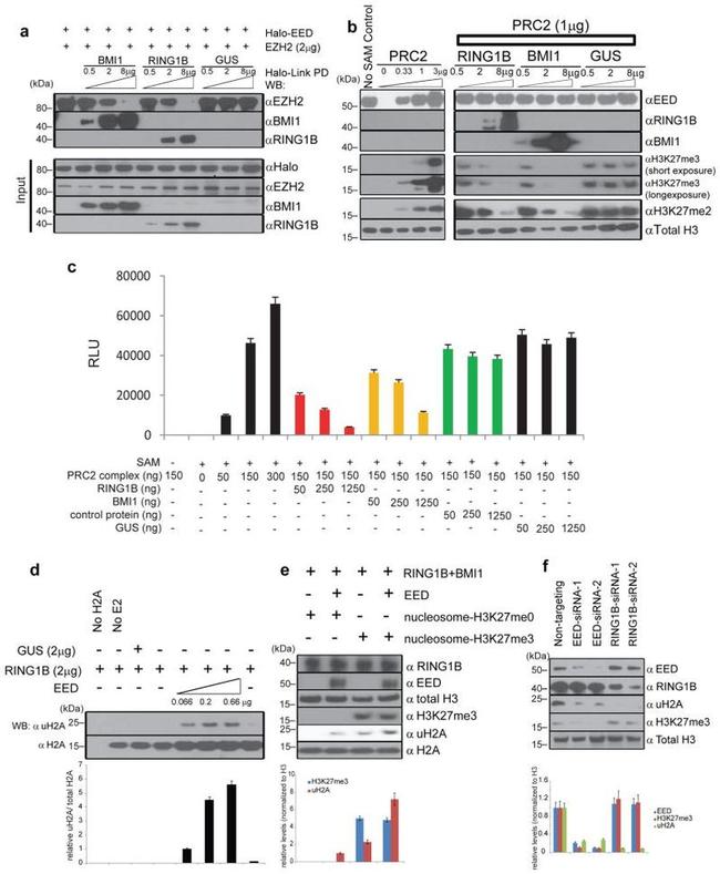 EZH2 Antibody in Western Blot (WB)