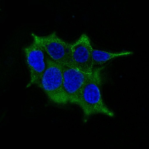 Ornithine Decarboxylase-1 (ODC-1) Antibody in Immunocytochemistry (ICC/IF)