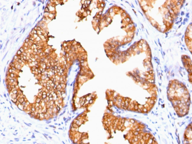 Ornithine Decarboxylase-1 (ODC-1) Antibody in Immunohistochemistry (Paraffin) (IHC (P))