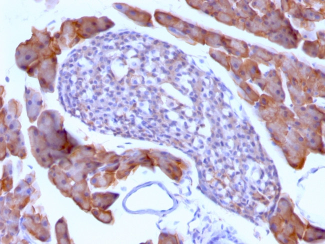 Ornithine Decarboxylase-1 (ODC-1) Antibody in Immunohistochemistry (Paraffin) (IHC (P))