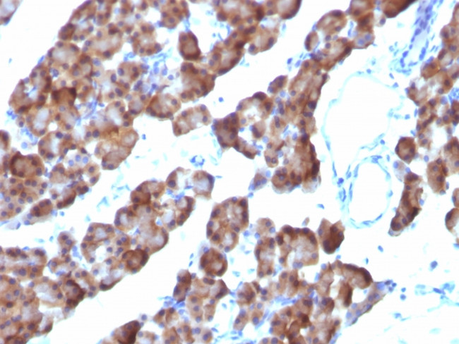 Ornithine Decarboxylase-1 (ODC-1) Antibody in Immunohistochemistry (Paraffin) (IHC (P))