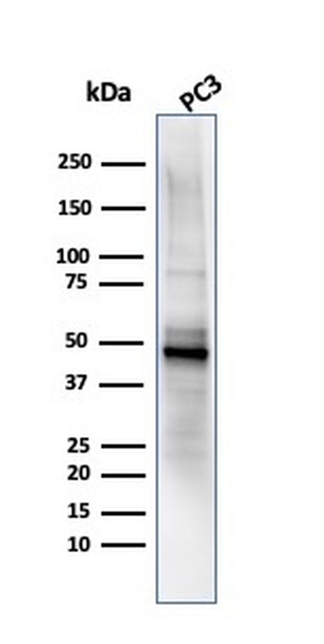 Ornithine Decarboxylase-1 (ODC-1) Antibody in Western Blot (WB)