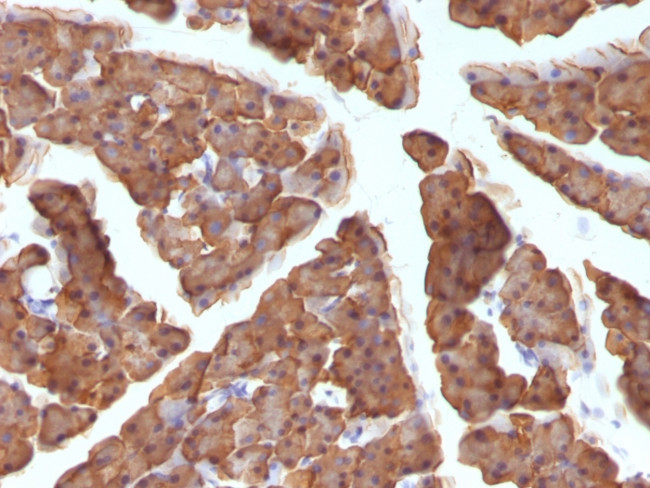 Ornithine Decarboxylase-1 (ODC-1) Antibody in Immunohistochemistry (Paraffin) (IHC (P))