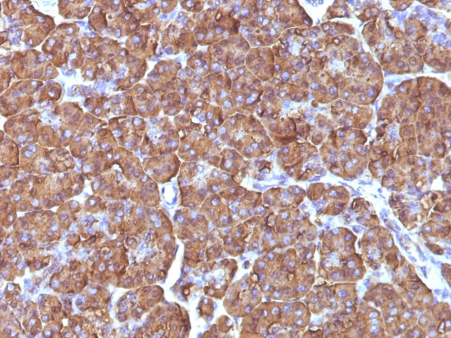 Ornithine Decarboxylase-1 (ODC-1) Antibody in Immunohistochemistry (Paraffin) (IHC (P))