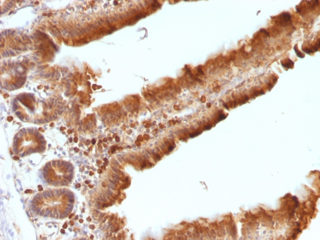 Ornithine Decarboxylase-1 (ODC-1) Antibody in Immunohistochemistry (Paraffin) (IHC (P))