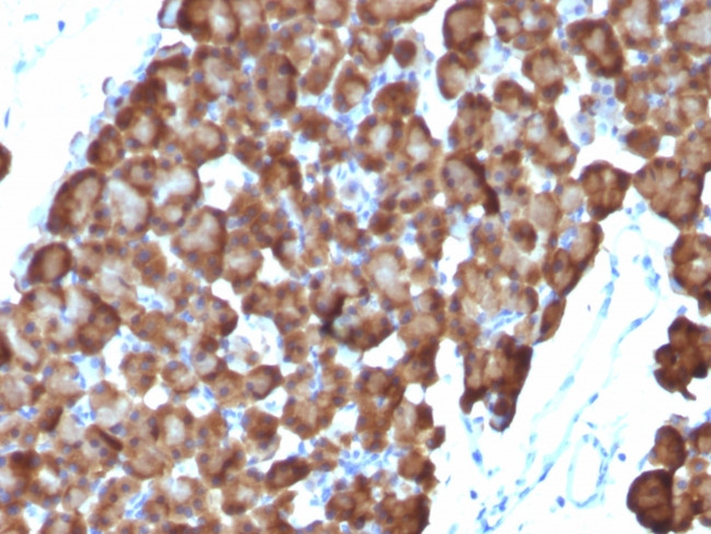 Ornithine Decarboxylase-1 (ODC-1) Antibody in Immunohistochemistry (Paraffin) (IHC (P))