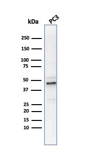 Ornithine Decarboxylase-1 (ODC-1) Antibody in Western Blot (WB)