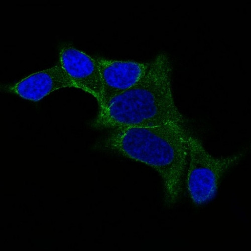 Ornithine Decarboxylase-1 (ODC-1) Antibody in Immunocytochemistry (ICC/IF)