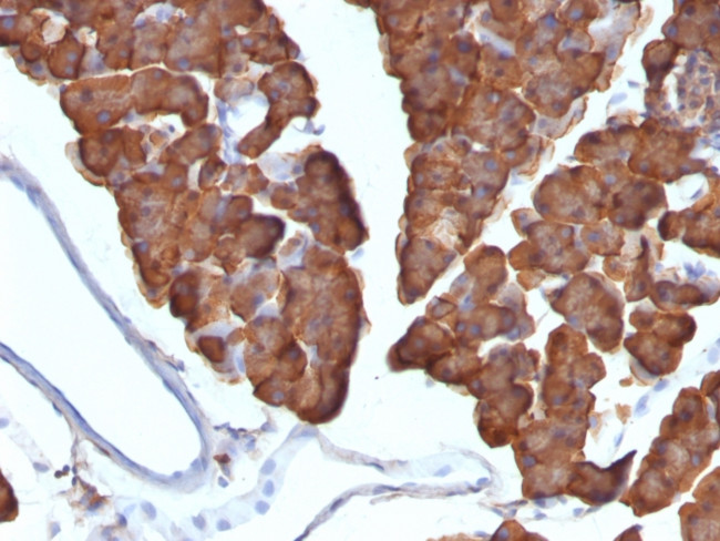 Ornithine Decarboxylase-1 (ODC-1) Antibody in Immunohistochemistry (Paraffin) (IHC (P))