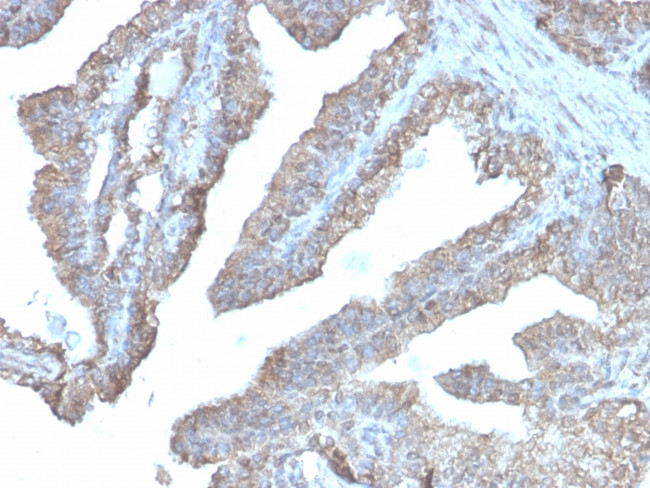 Ornithine Decarboxylase-1 (ODC-1) Antibody in Immunohistochemistry (Paraffin) (IHC (P))