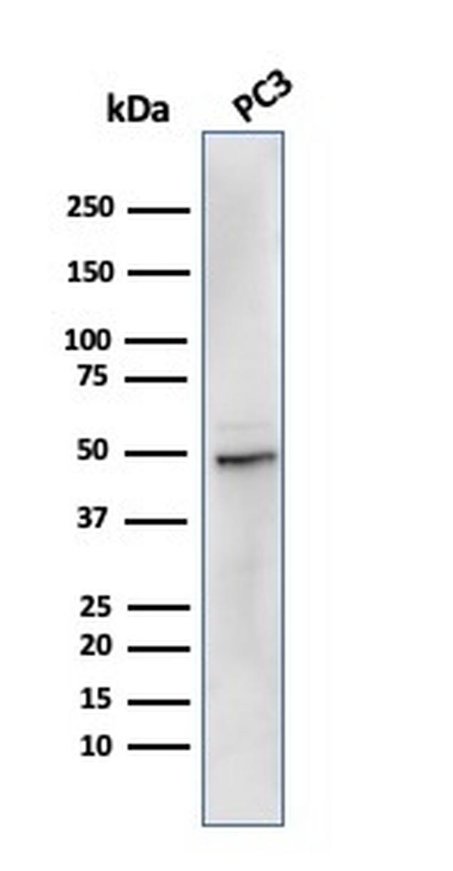 Ornithine Decarboxylase-1 (ODC-1) Antibody in Western Blot (WB)