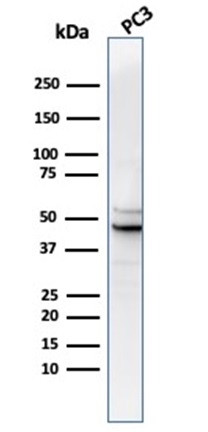 Ornithine Decarboxylase-1 (ODC-1) Antibody in Western Blot (WB)