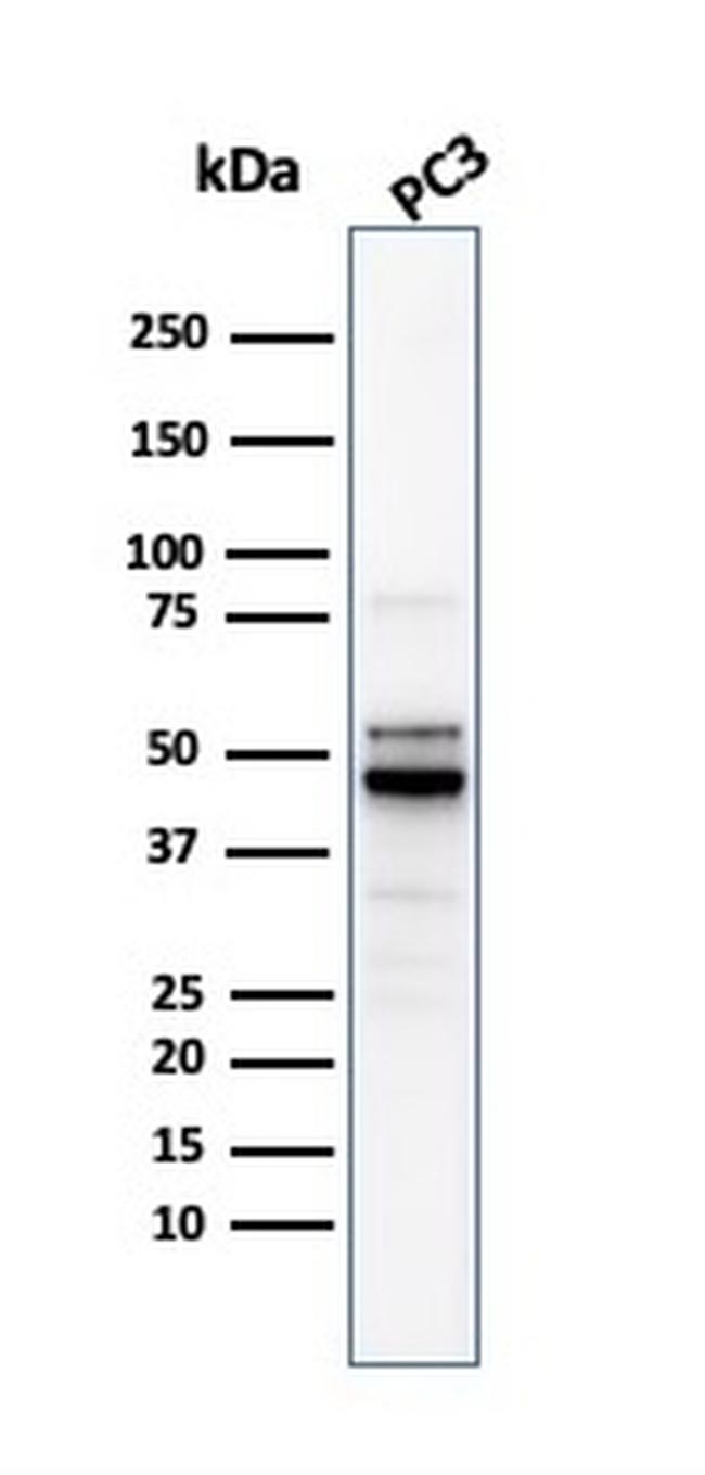 Ornithine Decarboxylase-1 (ODC-1) Antibody in Western Blot (WB)