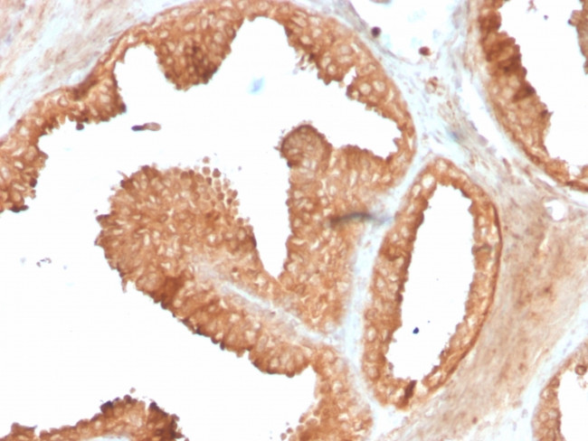 Ornithine Decarboxylase-1 (ODC-1) Antibody in Immunohistochemistry (Paraffin) (IHC (P))