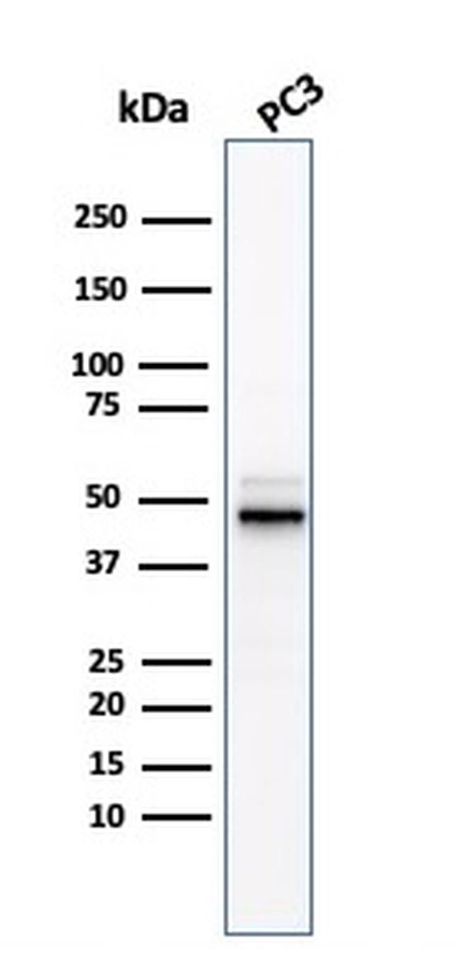 Ornithine Decarboxylase-1 (ODC-1) Antibody in Western Blot (WB)