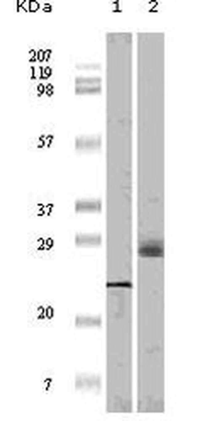 4EBP1 Antibody in Western Blot (WB)