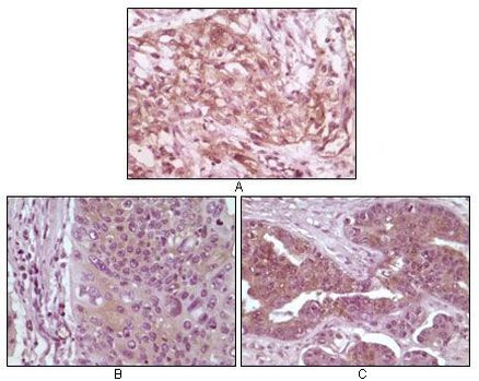 4EBP1 Antibody in Immunohistochemistry (Paraffin) (IHC (P))