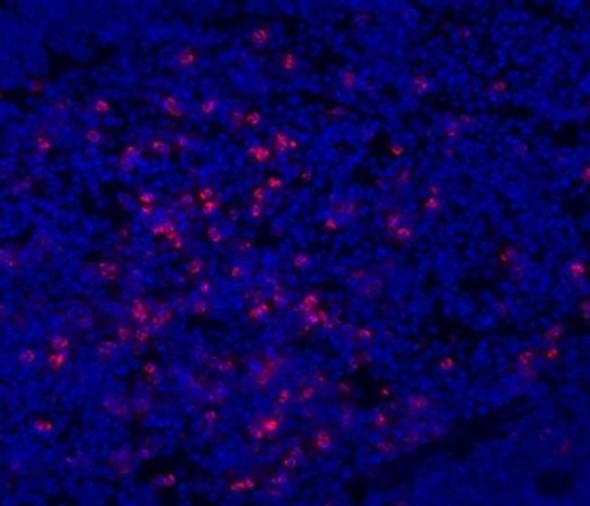 CD11b Antibody in Immunohistochemistry (Frozen) (IHC (F))