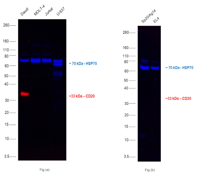 CD20 Antibody in Western Blot (WB)