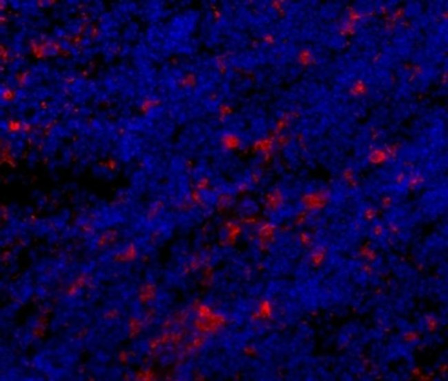 CD68 Antibody in Immunohistochemistry (Frozen) (IHC (F))