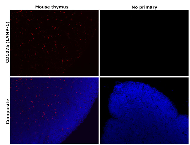 CD107a (LAMP-1) Antibody in Immunohistochemistry (Paraffin) (IHC (P))