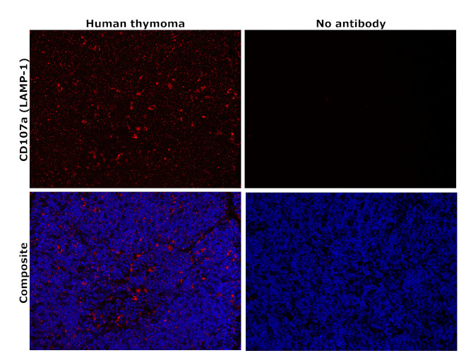 CD107a (LAMP-1) Antibody in Immunohistochemistry (Paraffin) (IHC (P))