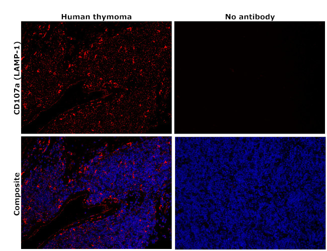 CD107a (LAMP-1) Antibody in Immunohistochemistry (Paraffin) (IHC (P))