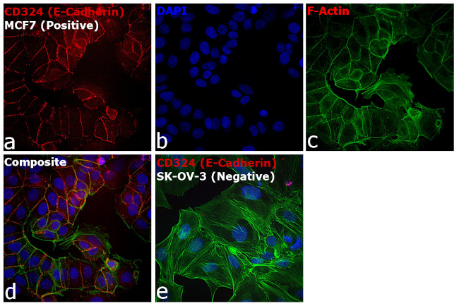 CD324 (E-Cadherin) Antibody in Immunocytochemistry (ICC/IF)