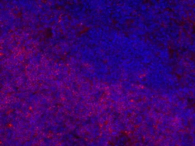 Rat IgG2b Secondary Antibody in Immunohistochemistry (Frozen) (IHC (F))