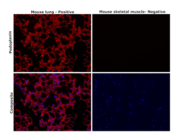 Podoplanin Antibody in Immunohistochemistry (Paraffin) (IHC (P))