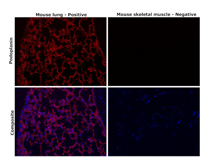 Podoplanin Antibody in Immunohistochemistry (Paraffin) (IHC (P))