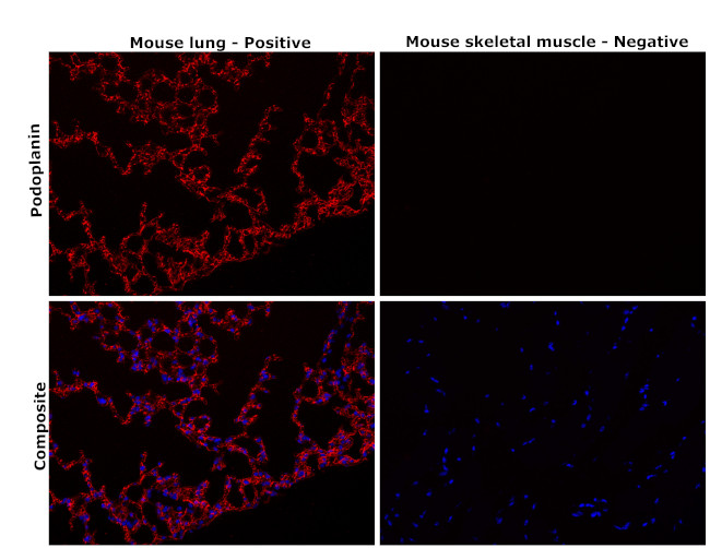 Podoplanin Antibody