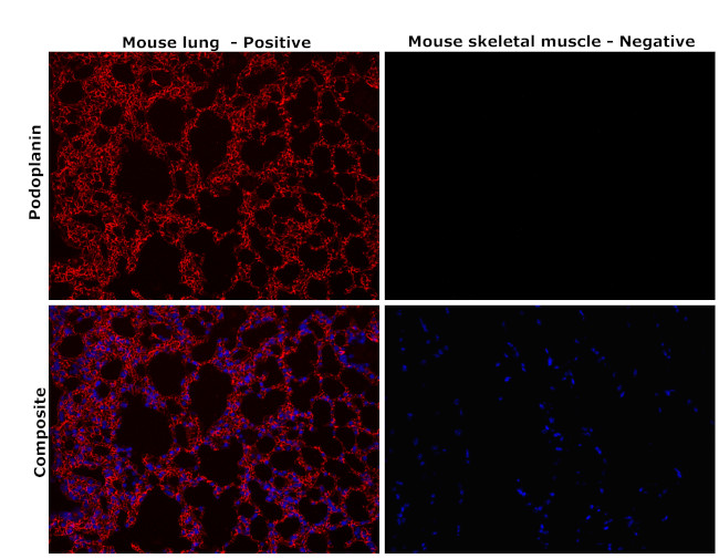 Podoplanin Antibody