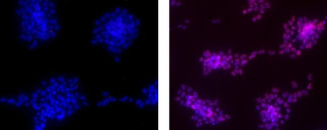 Nanog Antibody in Immunocytochemistry (ICC/IF)