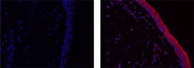 IL-38 Antibody in Immunohistochemistry (Paraffin) (IHC (P))