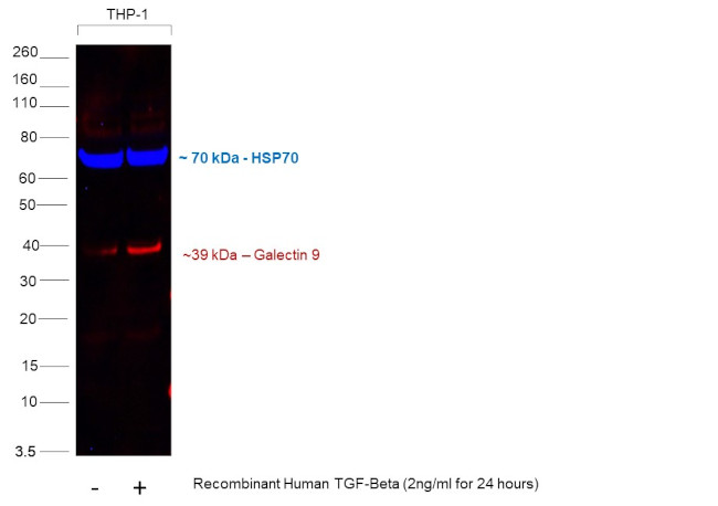 Galectin 9 Antibody