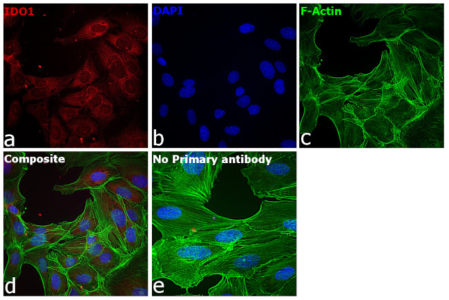 IDO Antibody in Immunocytochemistry (ICC/IF)