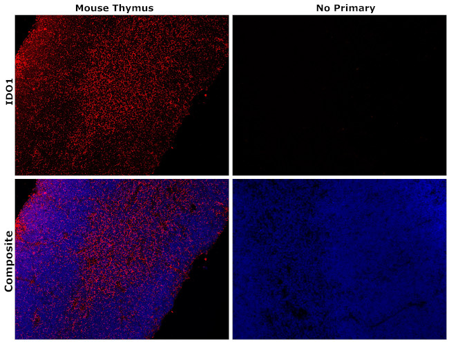 IDO Antibody in Immunohistochemistry (Paraffin) (IHC (P))