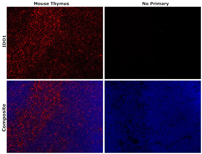 IDO Antibody in Immunohistochemistry (Paraffin) (IHC (P))