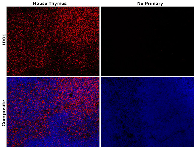 IDO Antibody in Immunohistochemistry (Paraffin) (IHC (P))