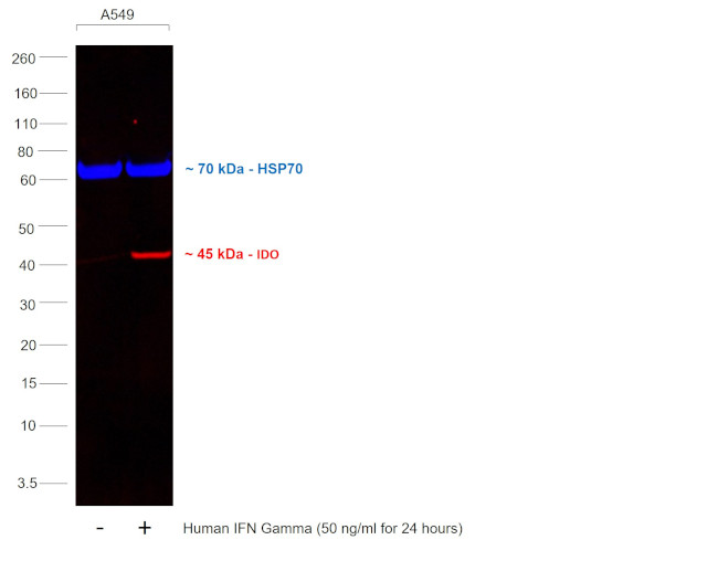 IDO Antibody in Western Blot (WB)