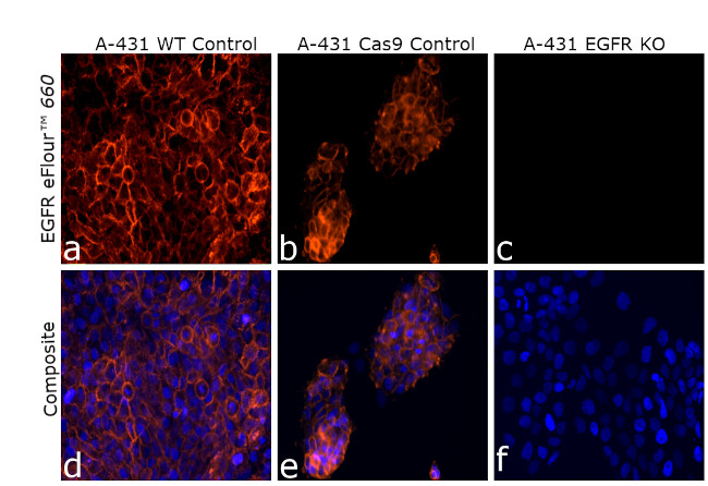 EGFR Antibody in Immunocytochemistry (ICC/IF)