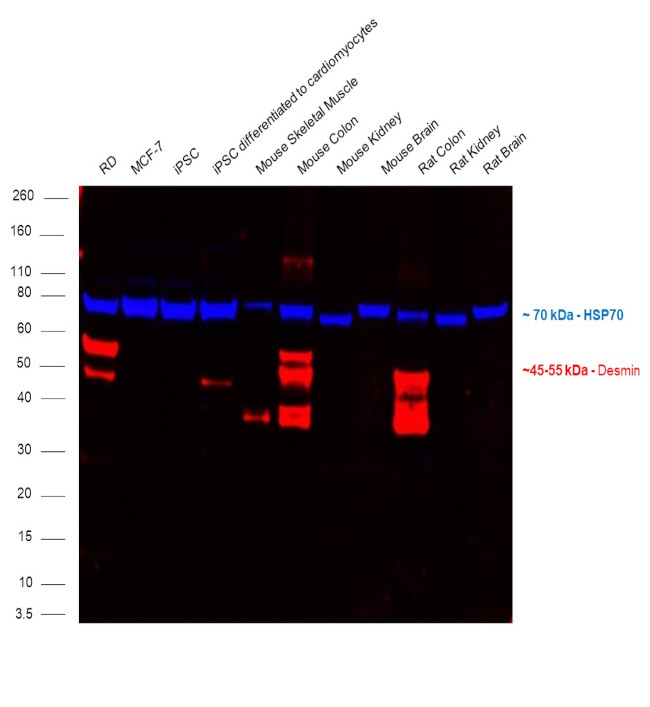 Desmin Antibody in Western Blot (WB)