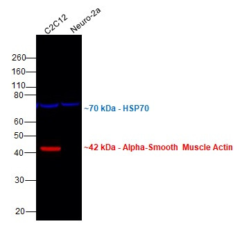 Alpha-Smooth Muscle Actin Antibody in Western Blot (WB)