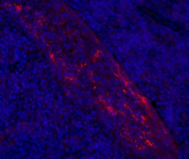 LAMP5 (BAD-LAMP) Antibody in Immunohistochemistry (Paraffin) (IHC (P))