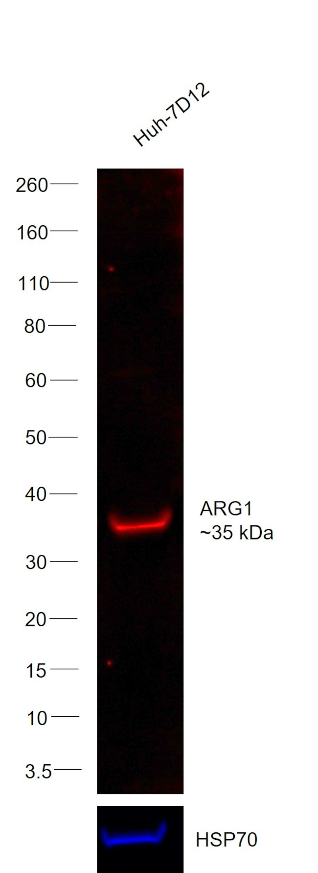 Arginase 1 Antibody in Western Blot (WB)