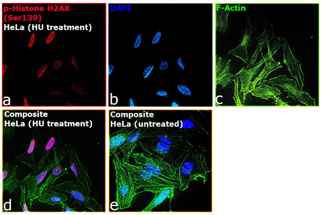 Phospho-Histone H2A.X (Ser139) Antibody in Immunocytochemistry (ICC/IF)