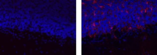 GFAP Antibody in Immunohistochemistry (Paraffin) (IHC (P))