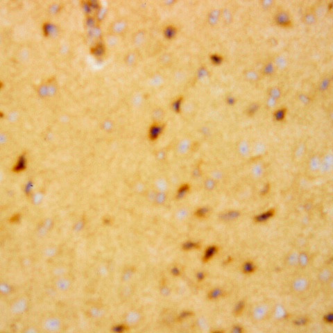 ERAB Antibody in Immunohistochemistry (PFA fixed) (IHC (PFA))