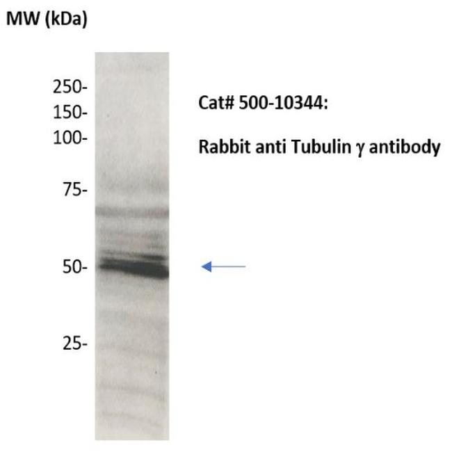 Tubulin gamma Antibody in Western Blot (WB)